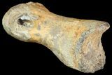 Ornithimimid Toe Bone - Alberta (Disposition #-) #96986-1